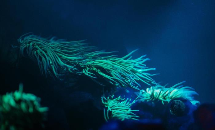 a seemingly alien landscape of long tentecled anemones glowing under a UV light in a similar to tropical reefs